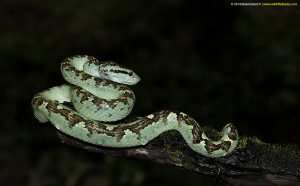 Amphibians & Reptiles